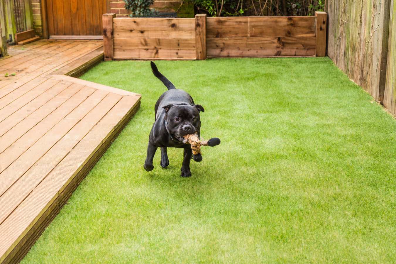 Pet-friendly turf in Baldwin Park, CA